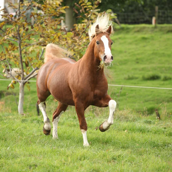 Castaño pony galés con el pelo rubio corriendo en los pastos — Foto de Stock