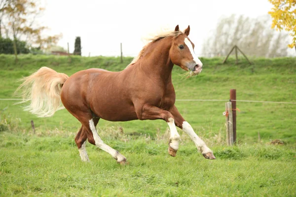 Chestnut welsh pony with blond hair running on pasturage — Stok fotoğraf