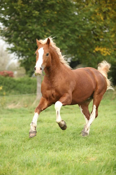 Chestnut welsh pony with blond hair running on pasturage — Stok fotoğraf