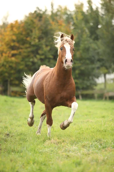 Kastanj welsh ponny hingst med blont hår — Stockfoto