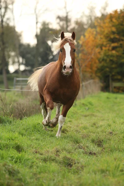 Pěkný welsh pony hřebec s plavými vlasy, napájen z pastvin — Stock fotografie