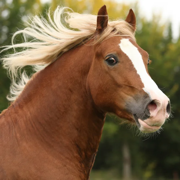 Retrato de belo garanhão de pônei galês com cabelo loiro — Fotografia de Stock