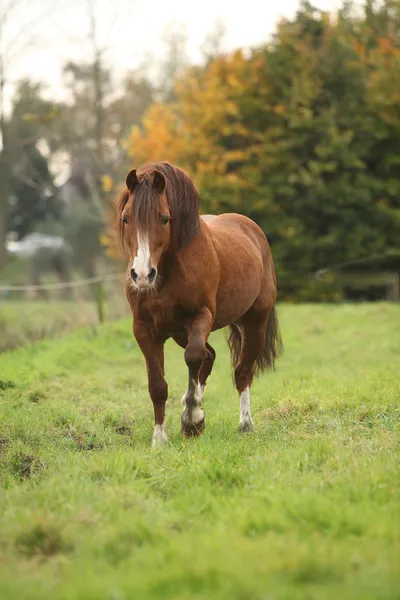 Kastanj welsh ponny i höst — Stockfoto