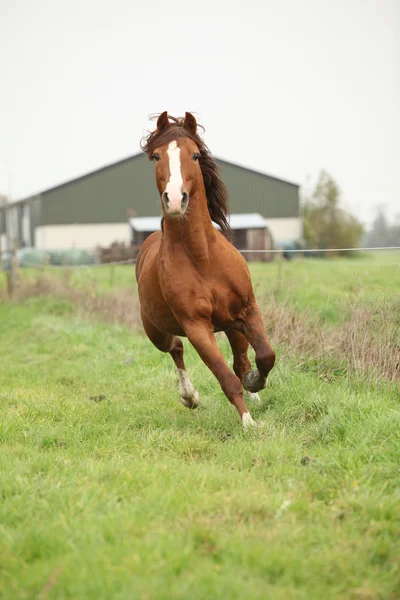 Schöner fuchsfarbener walisischer Pony-Hengst läuft auf Weide — Stockfoto