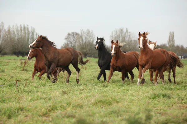 Charge walisischer Ponys läuft — Stockfoto