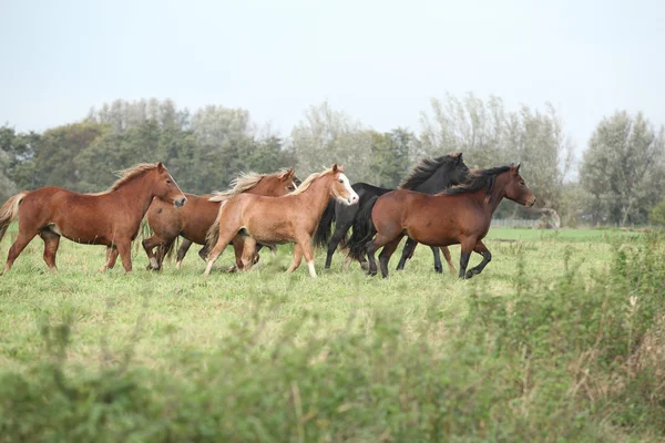 Lotto di ponnies gallesi in esecuzione — Foto Stock