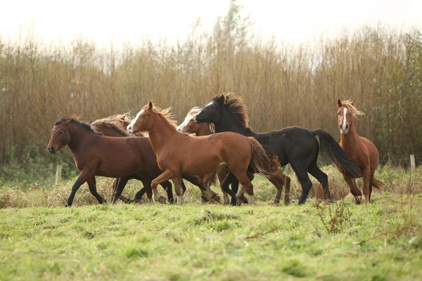 Lot de jeunes ponnies galloises en cours d'exécution — Photo