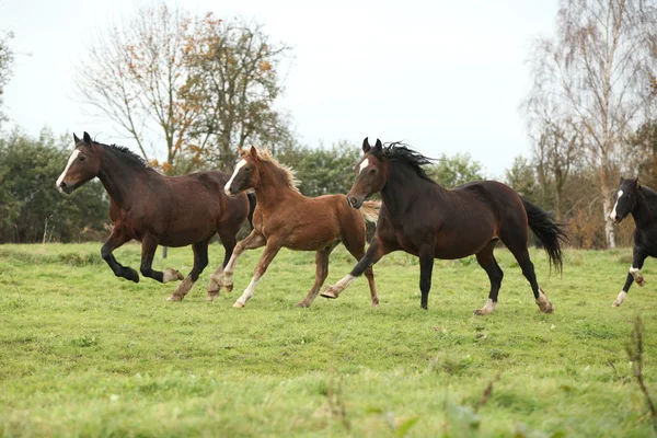Welsh ponny ston med föl kör — Stockfoto