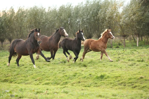 Валлійська поні кобил з foals біг — стокове фото