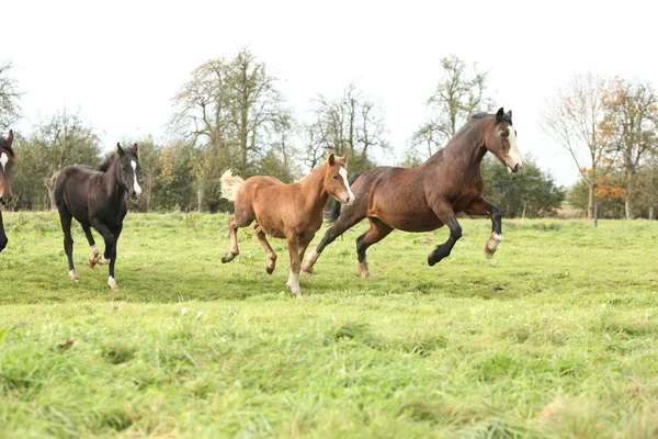 Yeguas de pony galés con potros corriendo —  Fotos de Stock