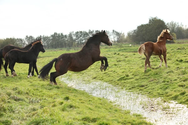 Walisische Ponystuten springen — Stockfoto