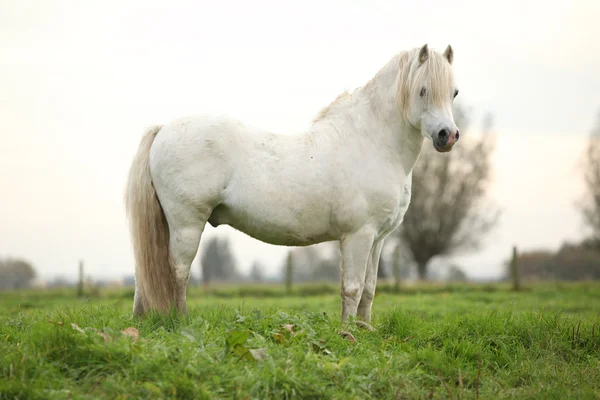Joli poney gallois blanc — Photo
