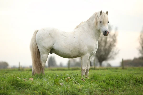 Nice white welsh pony — Stock Photo, Image