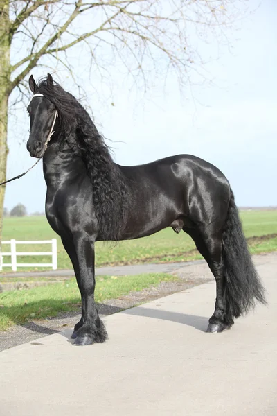 Gorgeous friesian stallion with long hair — Stock Photo, Image