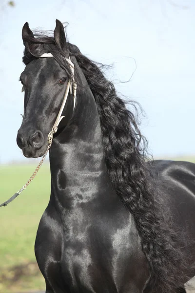 Retrato de garanhão friesiano perfeito com belos cabelos longos — Fotografia de Stock