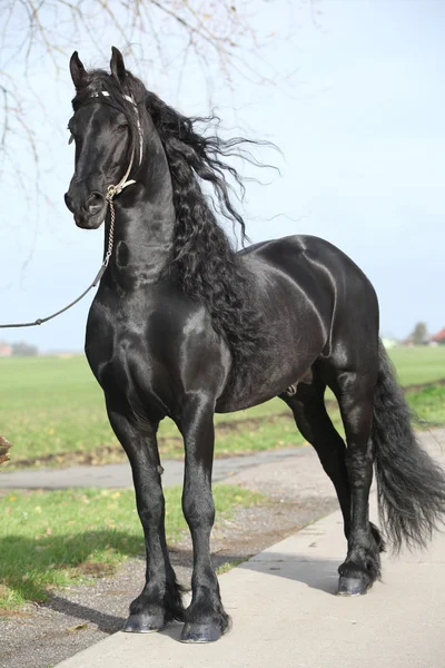 长头发的华丽 friesian 种马。 — 图库照片
