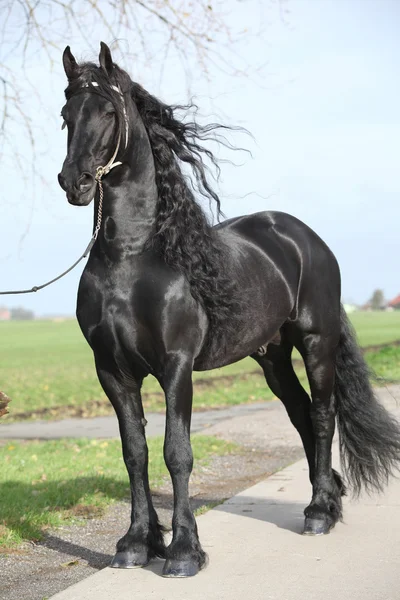 Precioso semental frisón con pelo largo — Foto de Stock