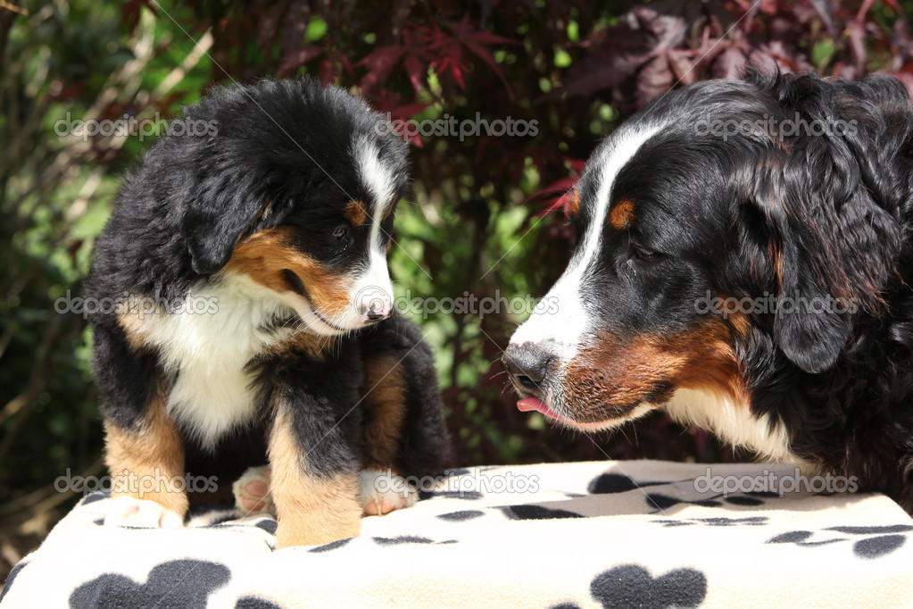 Bernese Mountain Dog bitch checking out its puppy