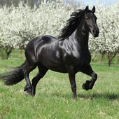 Friesian mare in front of flowering plum trees