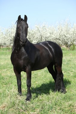 çiçekli Erik ağaçları önünde güzel siyah at