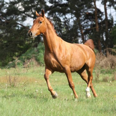 Yeşil otlak üzerinde çalışan kestane warmblood
