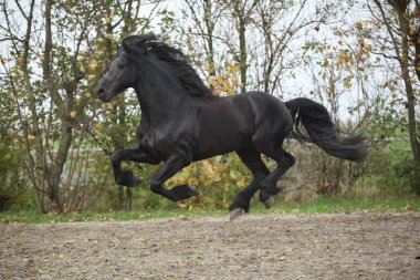 Perfect friesian stallion flying clipart