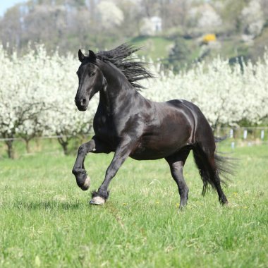 Gorgeous friesian mare running in front of flowering trees clipart