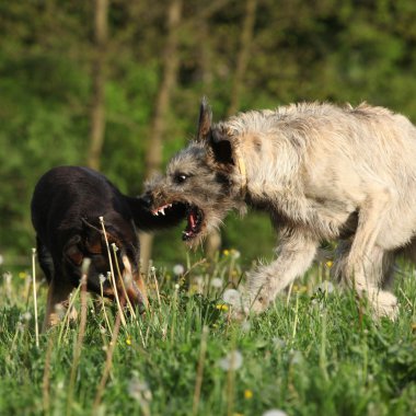 İrlandalı wolfhound kahverengi köpek saldırmak