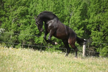 siyah kladruber at son çiçeği dandelions içinde atlama