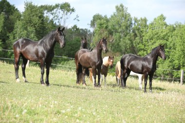 Atların otlak olarak toplu