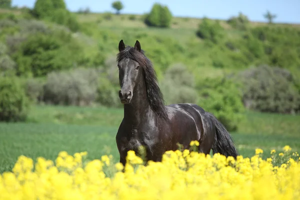 Молодий ченський кінь біжить за кольцовим полем — стокове фото