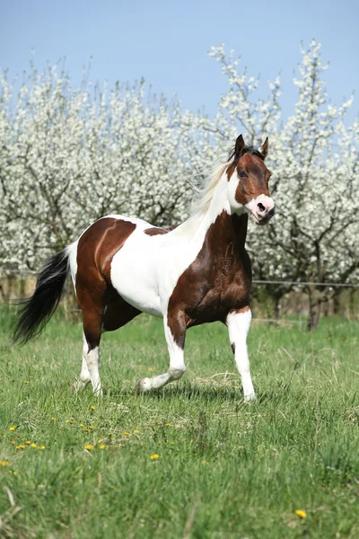 Pintura perfeita cavalo garanhão na frente de árvores de ameixa floridas — Fotografia de Stock