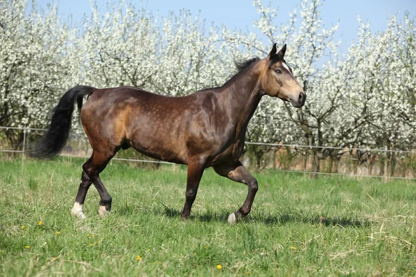 Kvartalet häst framför Blommande plommonträd — Stockfoto