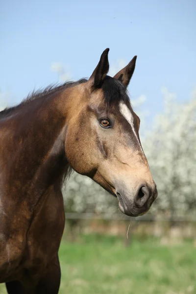 Портрет великолепной четвертной лошади со змеиным глазом — стоковое фото