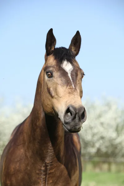 Portrait of gorgeous quarter horse with snake eye