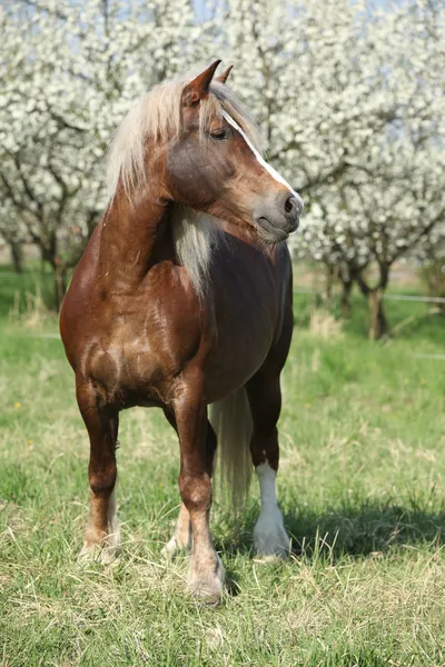 Bom cavalo marrom esboço na frente de árvores de ameixa floridas — Fotografia de Stock