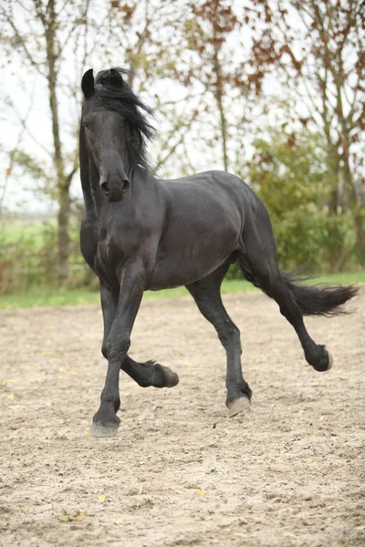 Frumos armăsar friesian rulează — Fotografie, imagine de stoc