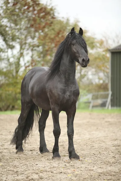 Nice friesian stallion looking at you — Stock Photo, Image