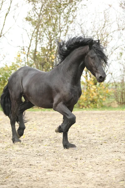 Bonito semental frisón corriendo —  Fotos de Stock