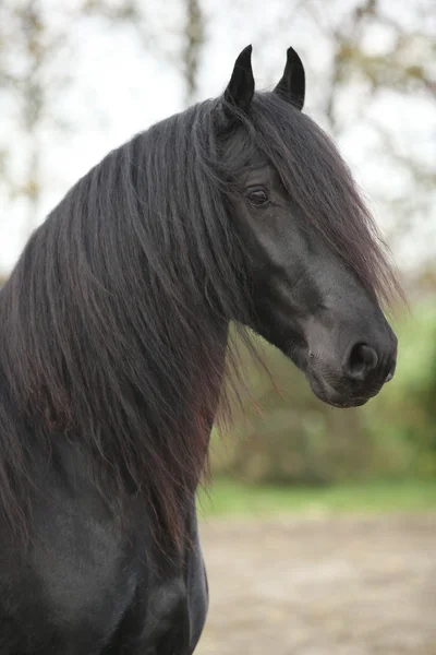 Portrait of nice friesian stallion with long hair — Stock Photo, Image