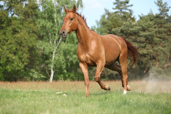 Chestnut warmblood running on green pasturage