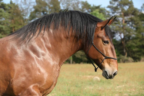 Portrait of beautiful draft horse — Stock Photo, Image