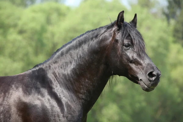 Hispanoarabian μαύρο άλογο — Φωτογραφία Αρχείου