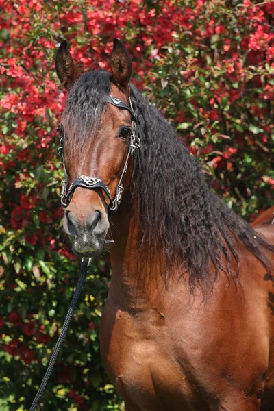 Beautiful brown andalusian stallion in front of red blossoms — Stock Photo, Image
