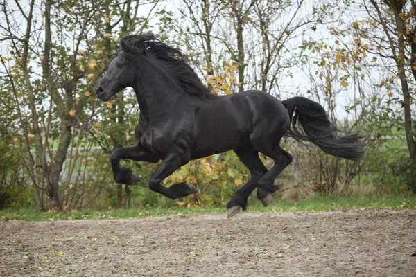 Perfect friesian stallion flying — Stock Photo, Image