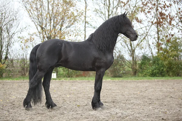 Trevlig frisiska hingst med långt hår — Stockfoto