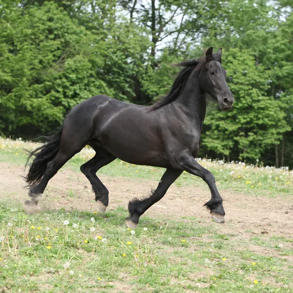 Cavalo frísio correndo em pastagem no verão — Fotografia de Stock