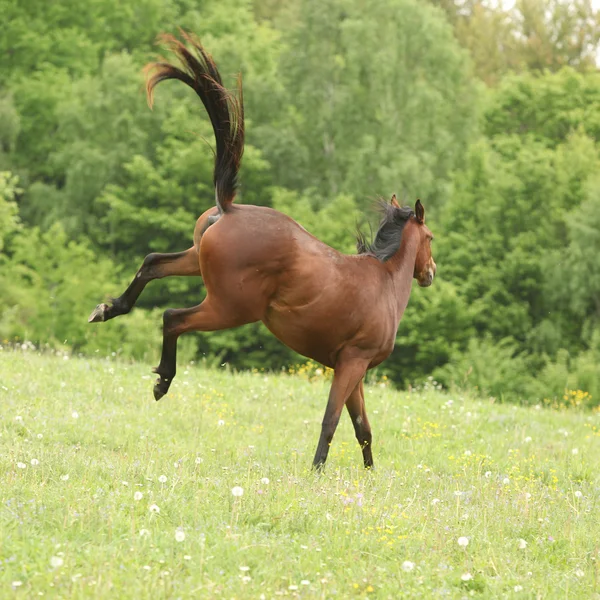 茶色の馬の放牧を蹴る — ストック写真
