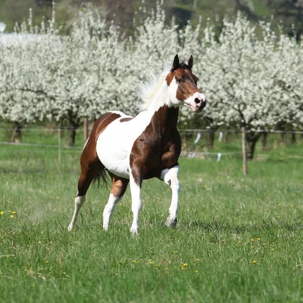 Belo cavalo de pintura correndo na frente de árvores floridas — Fotografia de Stock