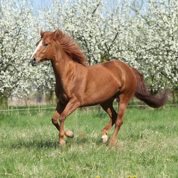 Quarto de cavalo correndo na frente de árvores floridas — Fotografia de Stock